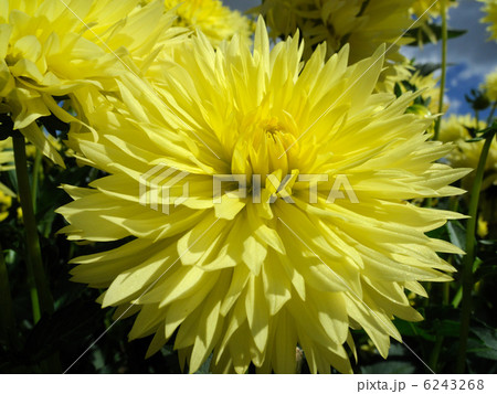 ダリア ダリア 6243268