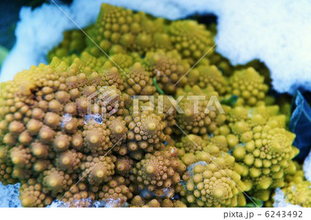 ブロッコリー (ロッコリーブ・ロマネスコ・ナタリノ)と初雪 ブロッコリー (ロッコリーブ・ロマネスコ・ナタリノ)と初雪 6243492