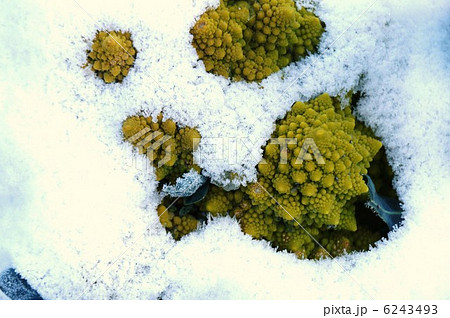 ブロッコリー （ロッコリーブ・ロマネスコ・ナタリノ）と初雪 6243493