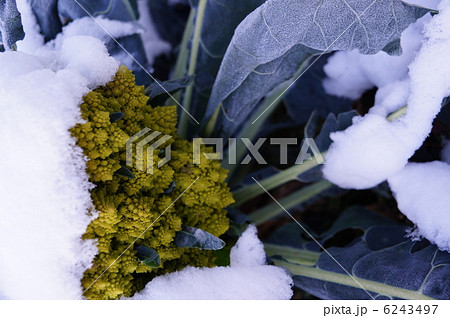 ブロッコリー (ロッコリーブ・ロマネスコ・ナタリノ)と初雪 ブロッコリー (ロッコリーブ・ロマネスコ・ナタリノ)と初雪 6243497