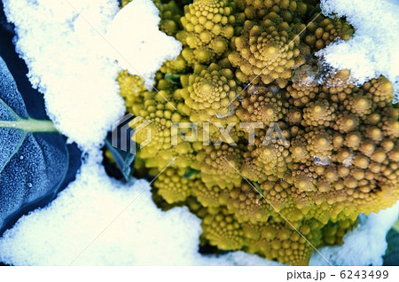 ブロッコリー (ロッコリーブ・ロマネスコ・ナタリノ)と初雪 ブロッコリー (ロッコリーブ・ロマネスコ・ナタリノ)と初雪 6243499