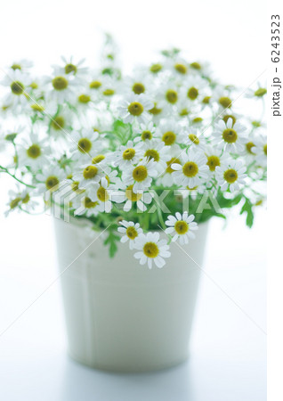 カモミール カモミール 6243523