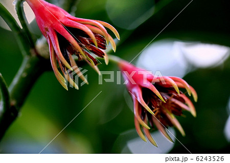 オヒルギの花 6243526