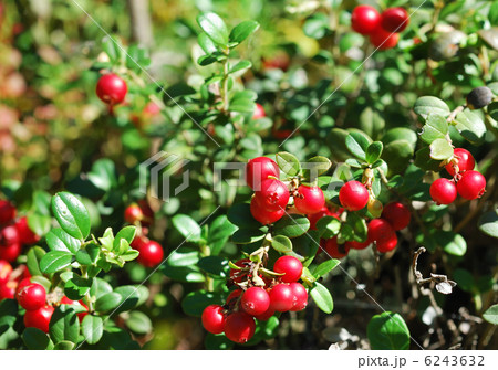 Cowberry Cowberry 6243632