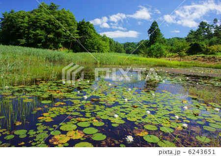 盛夏の湿原 6243651