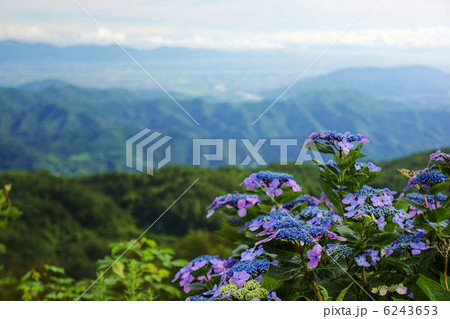 俯瞰する花 6243653