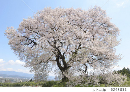 わに塚の一本桜 6243851