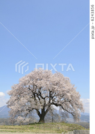 わに塚の一本桜 6243856