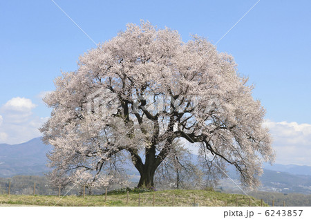 わに塚の一本桜 6243857