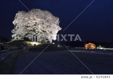 夜景のわに塚の桜 6243893