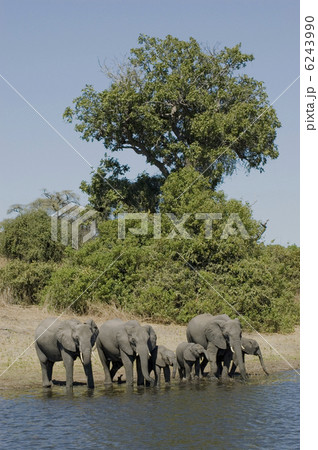 Elephants 6243990