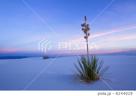 黄昏のホワイトサンズ 黄昏のホワイトサンズ 6244029