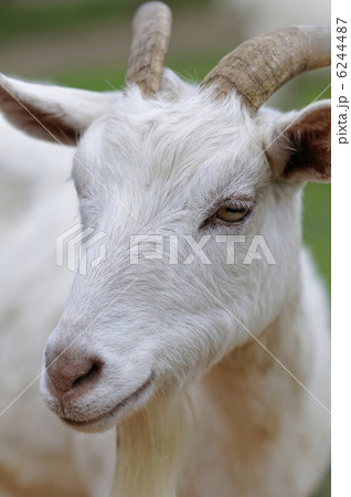 ヤギのポートレート 6244487