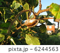カマキリのたまご 6244563