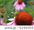 エキナセアと蜂 6244564