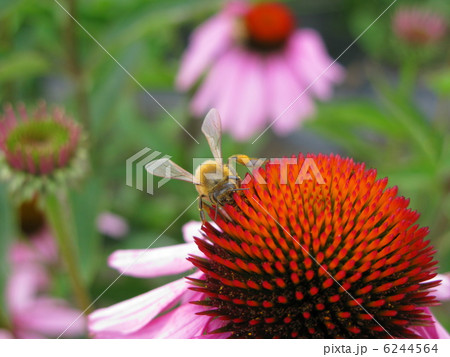 エキナセアと蜂 6244564