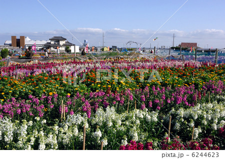 千倉の花畑 6244623