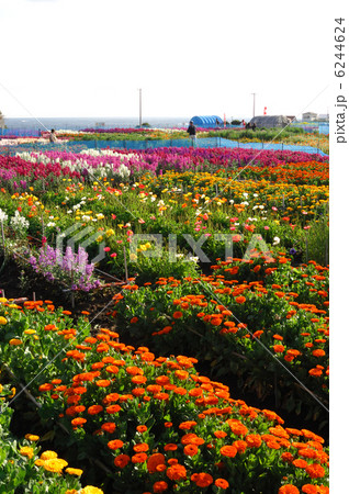 千倉の花畑 6244624