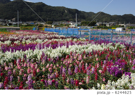 千倉の花畑 千倉の花畑 6244625