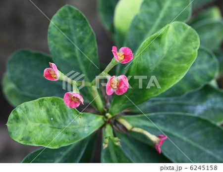 ハナキリン ハナキリン 6245158