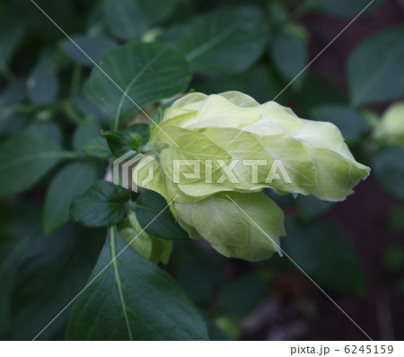 パキスタキス パキスタキス 6245159