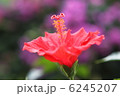 ハイビスカス 6245207