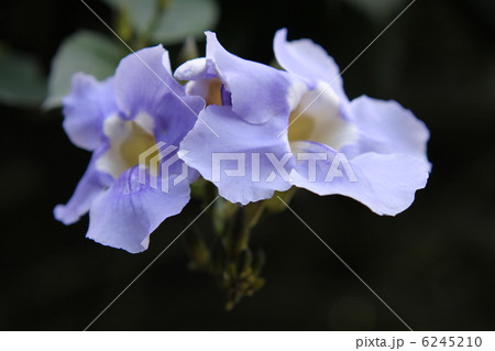 ベンガルヤハズカズラ 6245210