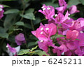 ブーゲンビレア 6245211