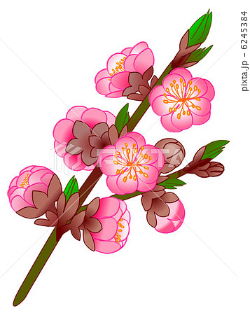 桃の花のイラスト素材 桃の花のイラスト素材