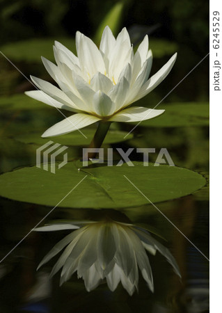 ネッタイスイレン 6245529