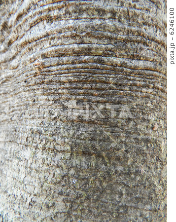 アオハダ（青膚） 6246100