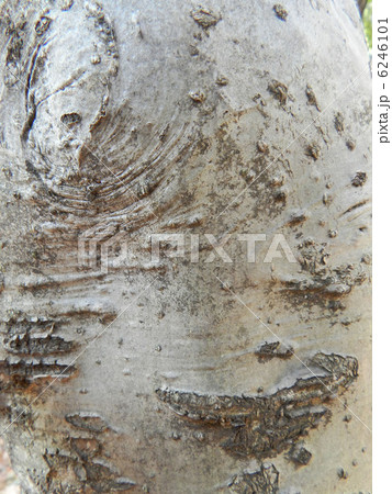 アオハダ（青膚） 6246101