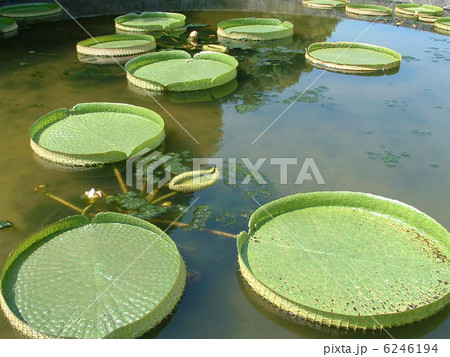 オニバス 6246194