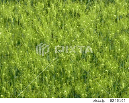麦畑 6246195