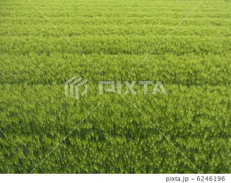 麦畑 6246196
