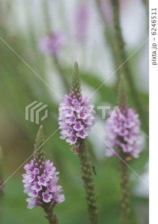 ベロニカ 6246511