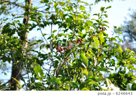 常緑樹とサルトリイバラの赤い実 6246643