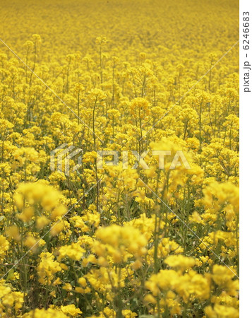 一面の菜の花 一面の菜の花 6246683
