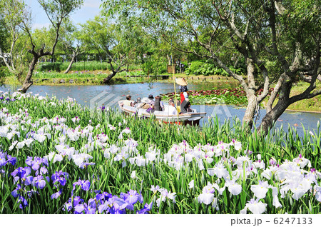 あやめ祭り 6247133