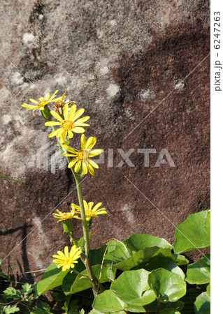 ツワブキの花 6247263