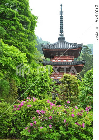 京都 三室戸寺 三重の塔とつつじ 京都 三室戸寺 三重の塔とつつじ 6247330