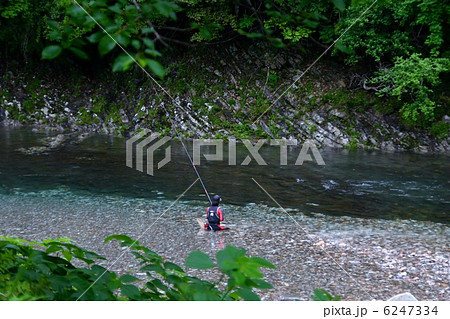 鮎の友釣り 6247334