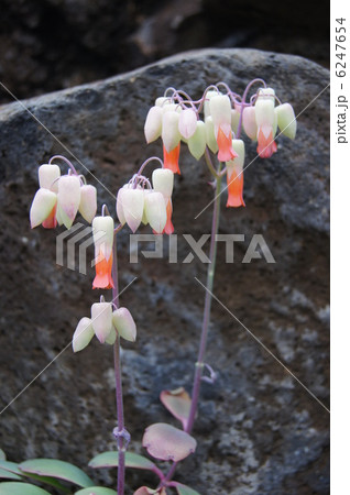 灯籠草の花　セイロン弁慶草 6247654