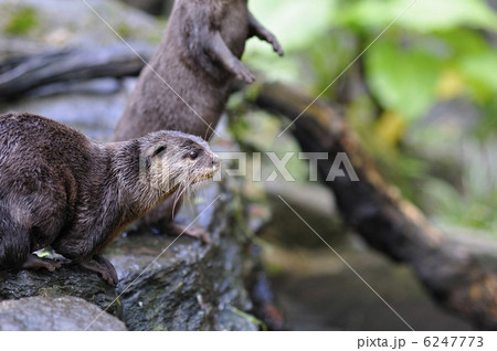 コツメカワウソ コツメカワウソ 6247773