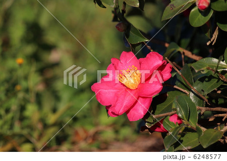 サザンカ サザンカ 6248577