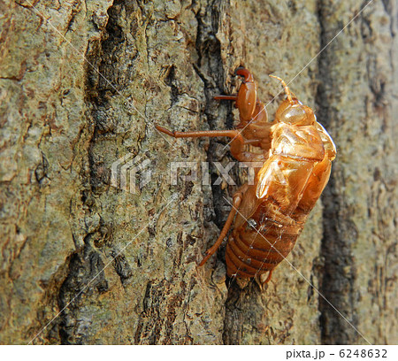 コナラの樹とセミの抜け殻 6248632