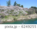桜淵公園　春 6249255