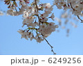 桜 6249256