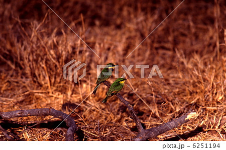 ヒメハチクイ ヒメハチクイ 6251194