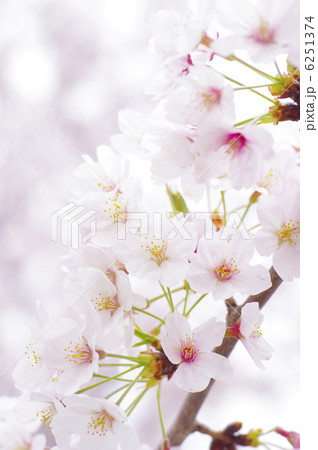 桜　背景素材 6251374